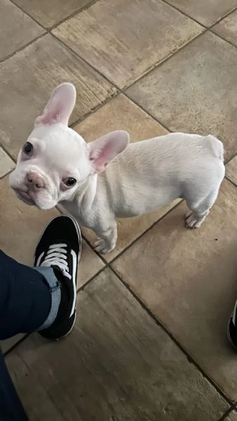 Bulldog francese | Foto 3