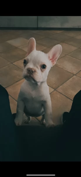 Bulldog francese | Foto 2