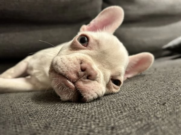 Bulldog francese | Foto 1