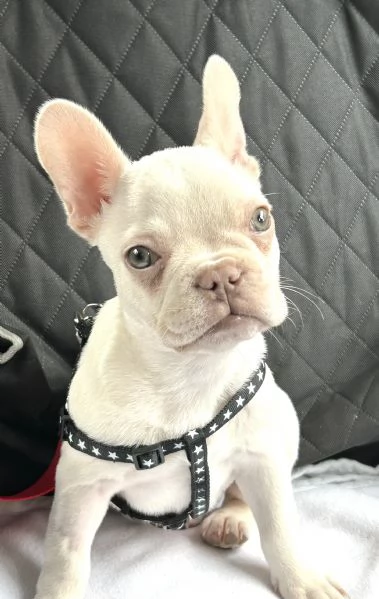 Bulldog francese | Foto 0