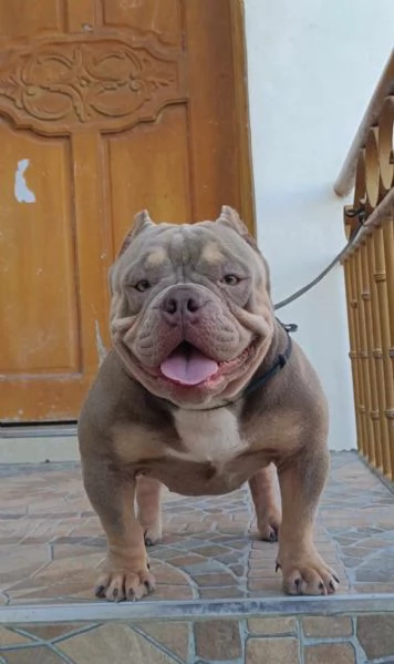 Cerco femmina per Accoppiamento | Foto 0