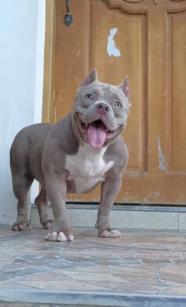 Cerco femmina per Accoppiamento