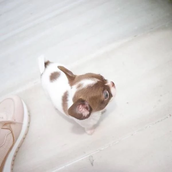 Splendido Chihuahua Teacup. | Foto 1