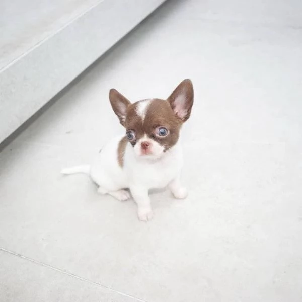 Splendido Chihuahua Teacup. | Foto 0
