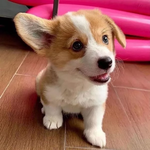 Adorabile Pembroke Welsh Corgi.