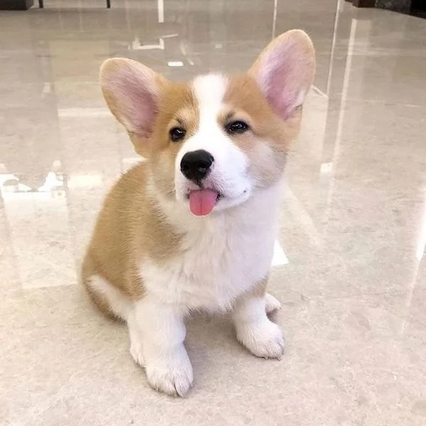 Adorabile Pembroke Welsh Corgi. | Foto 0