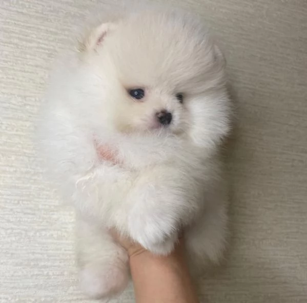 Bellissimo cucciolo di Pomerania Teacup. | Foto 1