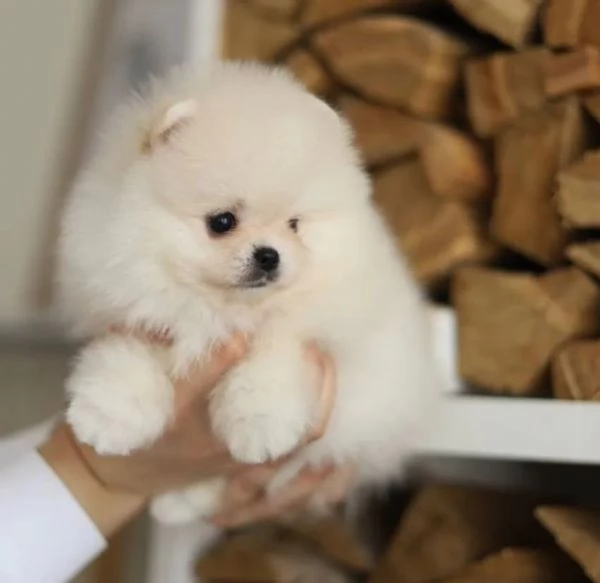 Bellissimo cucciolo di Pomerania Teacup. | Foto 0