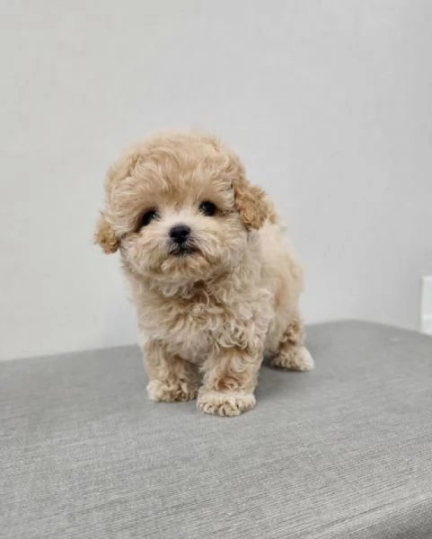 Adorabile cucciolo di Teacup Maltipoo.