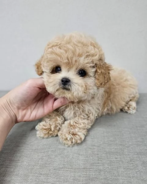 Adorabile cucciolo di Teacup Maltipoo. | Foto 1