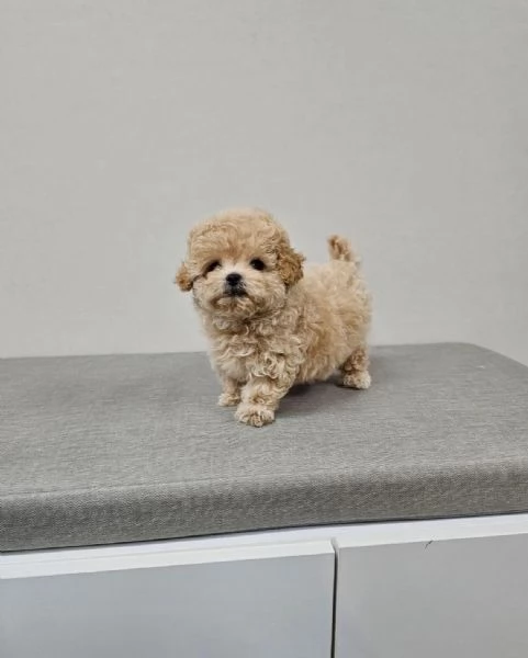 Adorabile cucciolo di Teacup Maltipoo. | Foto 0