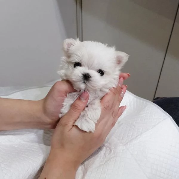 Splendidi cuccioli di Teacup Maltese. | Foto 1