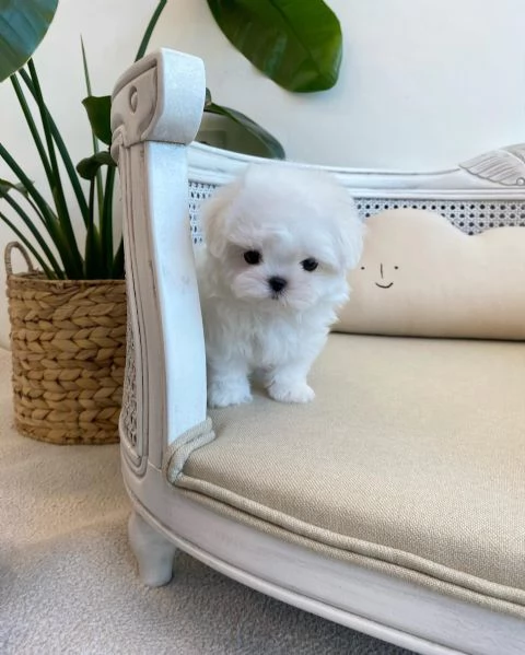 Splendidi cuccioli di Teacup Maltese. | Foto 0
