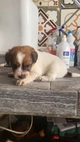 Regalo cuccioli  | Foto 3