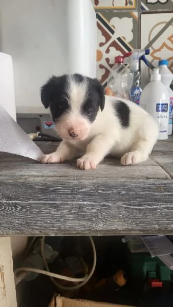 Regalo cuccioli  | Foto 2