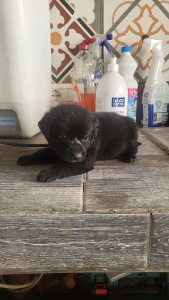 Regalo cuccioli  | Foto 1