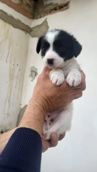 Regalo cuccioli 
