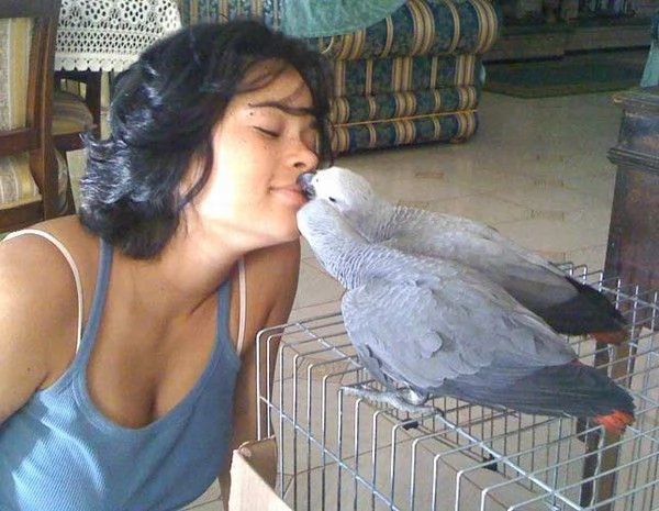 coppia di pappagalli cenerino in regalo