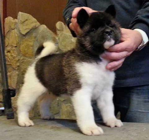 6 dolci cuccioli di Akita americano, | Foto 1