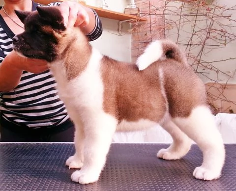 6 dolci cuccioli di Akita americano,