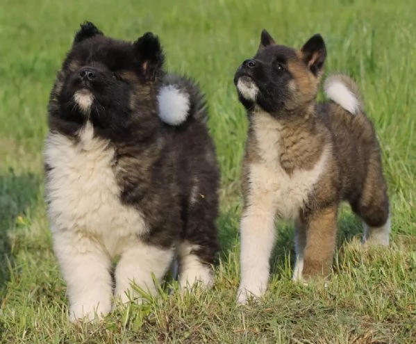 Bellissimi cuccioli di Akita americani sono alla ricerca di nuove famiglie.