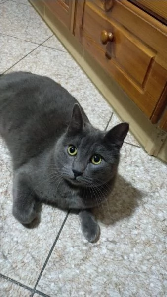 Cerco gattina dopo investimento della mia | Foto 3