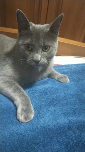 Cerco gattina dopo investimento della mia | Foto 2