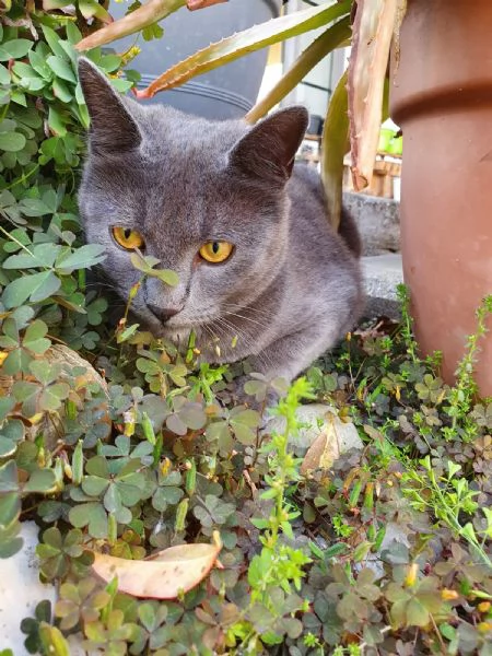 Cerco gattina dopo investimento della mia | Foto 1