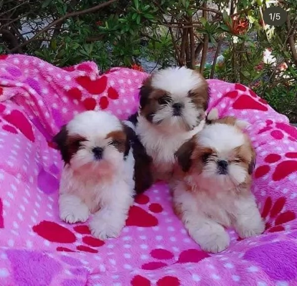 Cuccioli di shihtzu/shih tzu/shitzu/shi tzu allevati in casa