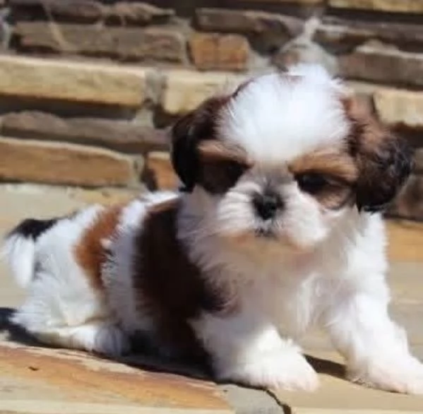 Shih -tzu