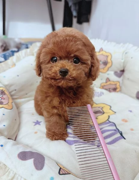 Cuccioli di barboncini toy