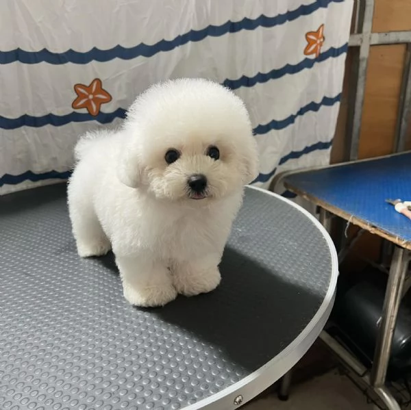 CANE BARBONCINO TOY | Foto 2