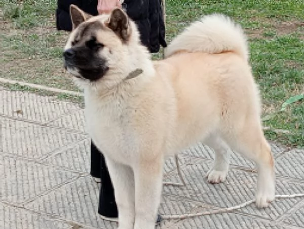 Akita americano 