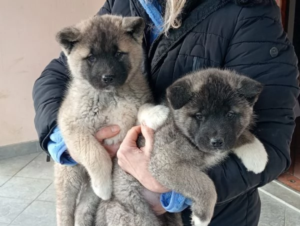 Akita americano  | Foto 4