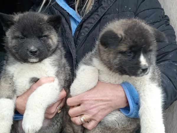 Akita americano  | Foto 3