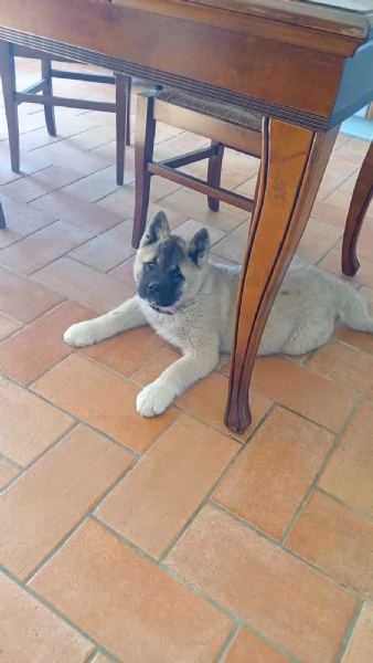 Akita americano  | Foto 2
