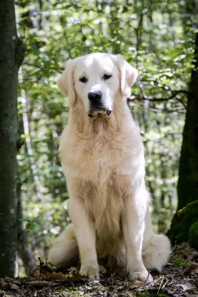 Cuccioli e cani giovani Golden Retriever in vendita | Foto 6