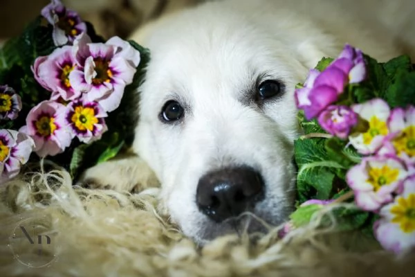 Cuccioli e cani giovani Golden Retriever in vendita | Foto 5