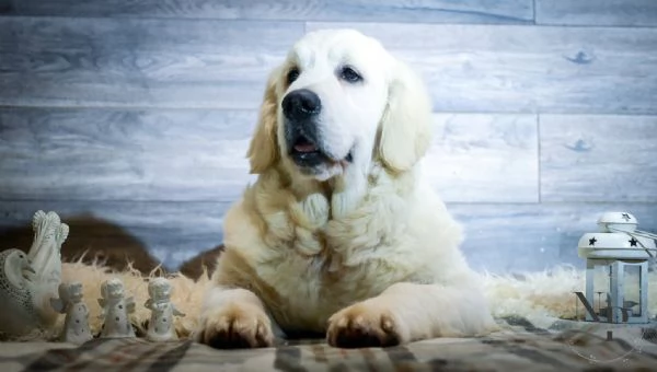 Cuccioli e cani giovani Golden Retriever in vendita | Foto 4