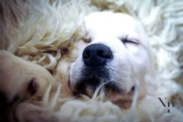 Cuccioli e cani giovani Golden Retriever in vendita | Foto 3