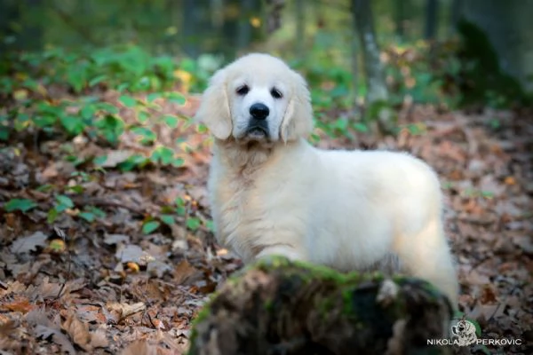 Cuccioli e cani giovani Golden Retriever in vendita | Foto 2