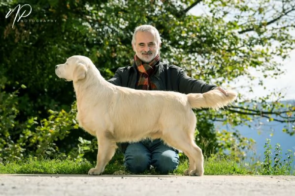 Cuccioli e cani giovani Golden Retriever in vendita | Foto 1