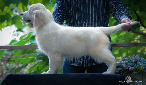 Cuccioli e cani giovani Golden Retriever in vendita | Foto 0