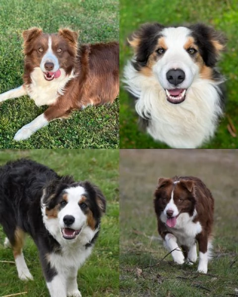 Maschi Border Collie puro per accoppiamento