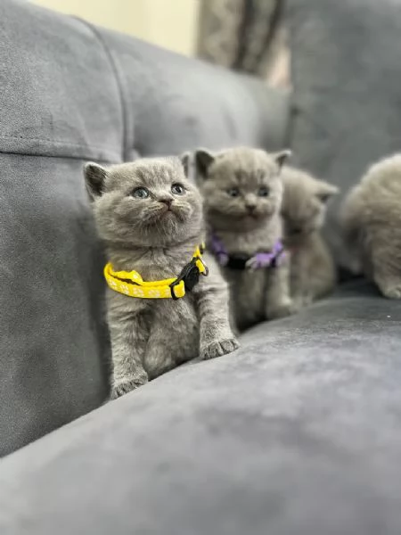 British shorthair