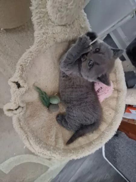  Cuccioli british shorthair