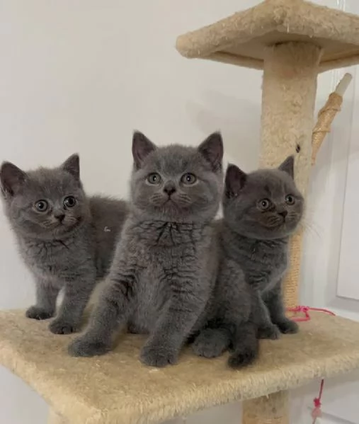 British shorthair