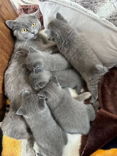 British shorthair cuccioli