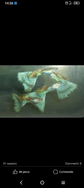 Guppy show selezionati a standard IKGH