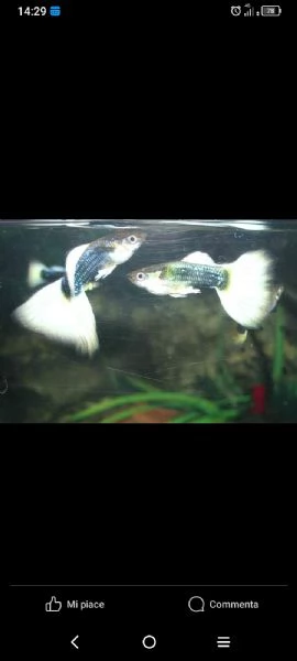 Guppy show selezionati a standard IKGH | Foto 2